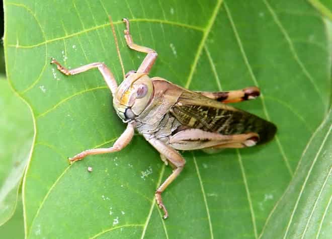 トノサマバッタ